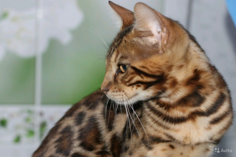 Кот метис Мейн куна