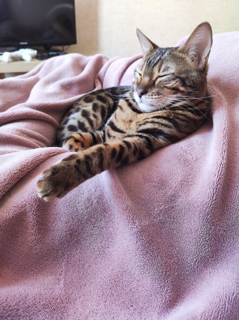 Абессино Бенгальская кошка