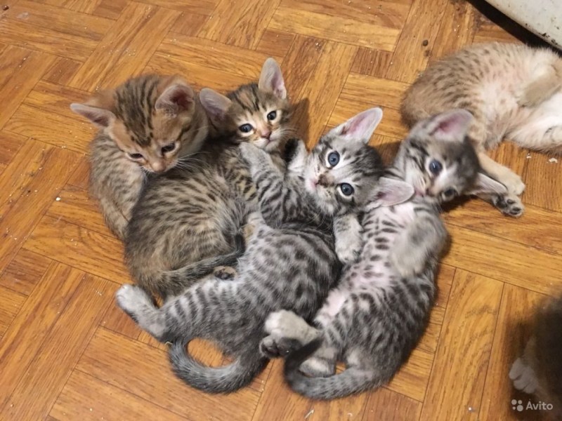 Купить котят Савана в Пермском крае