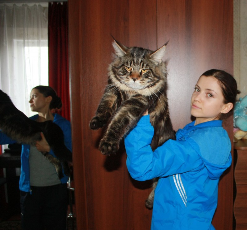 Мейн куны живут максимум 5 лет