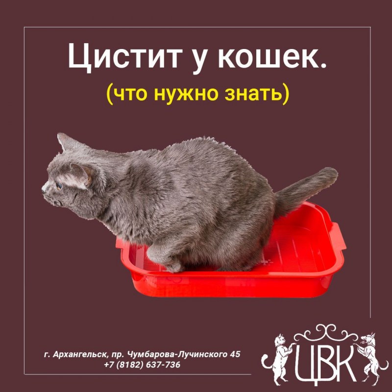 Стоп-цистит для собак суспензия