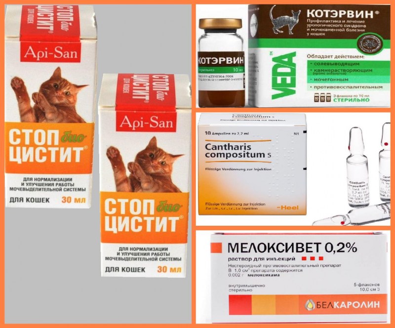 Антибиотик для кота при мочекаменной болезни