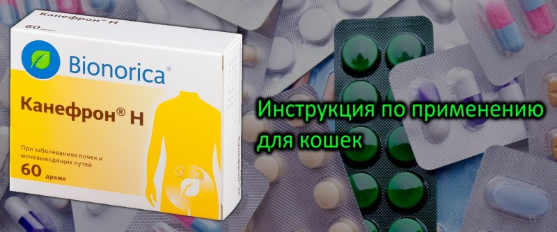 Коту при мочекаменной болезни препараты