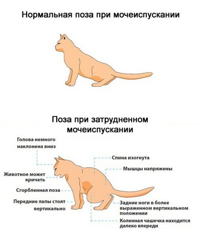 Синулокс для кошек при цистите