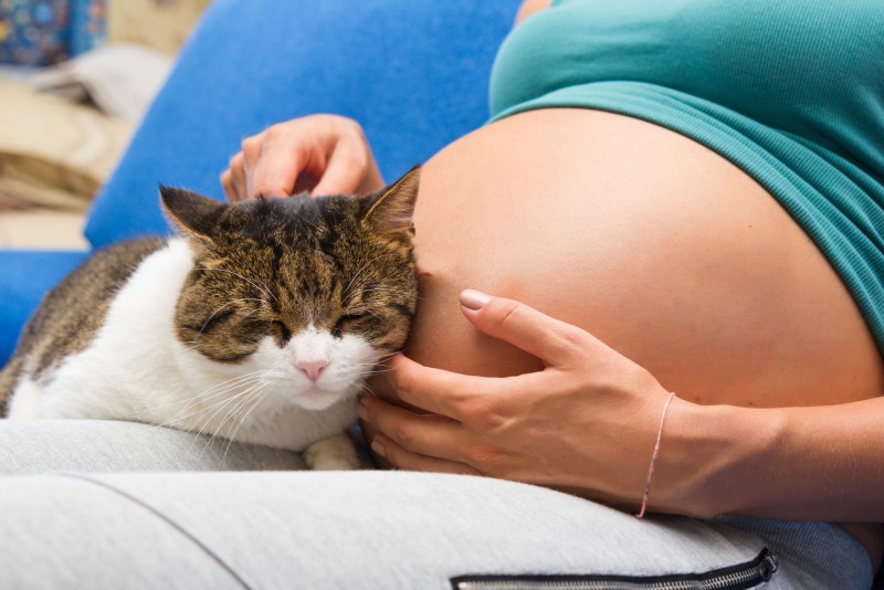 Плохие коты