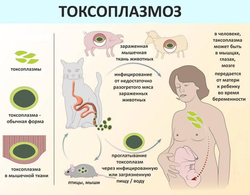 Токсоплазмоз у кошек симптомы