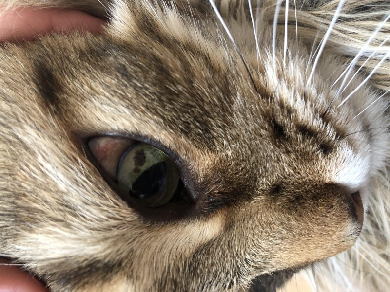 Температура у кота 37