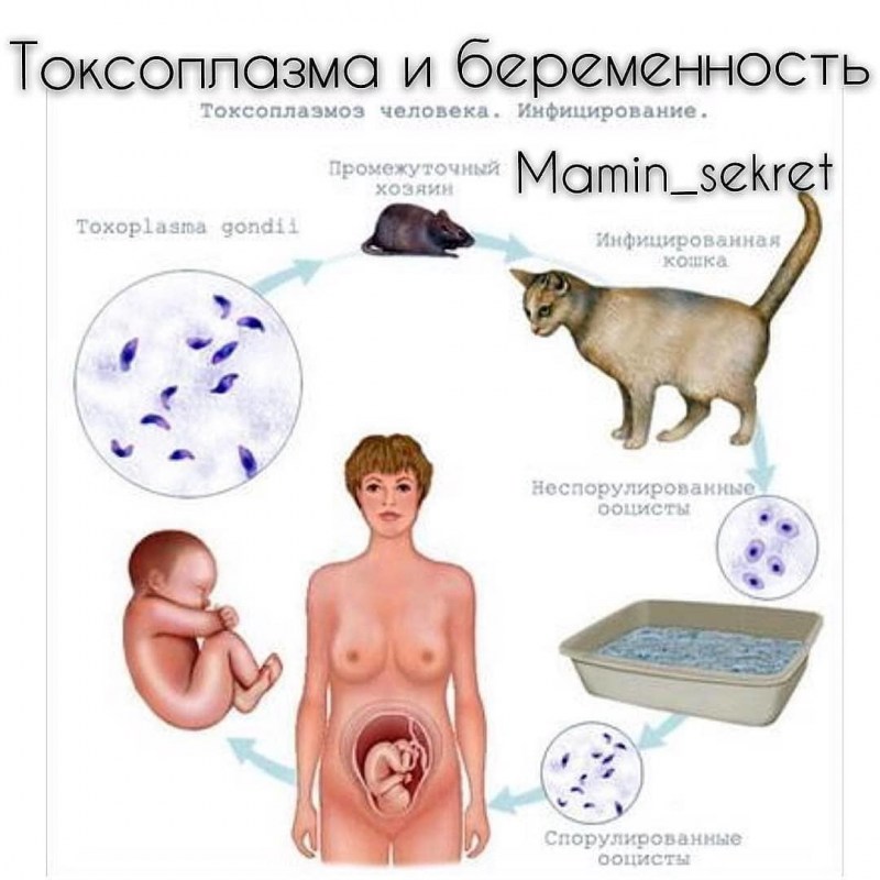 Токсоплазмоз возбудитель симптомы