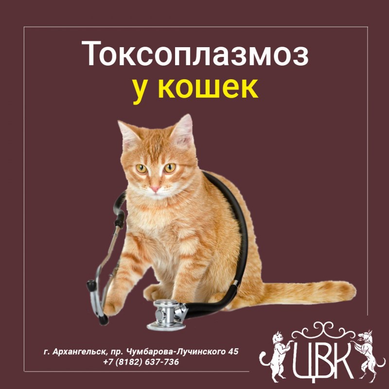 Беременные кошки