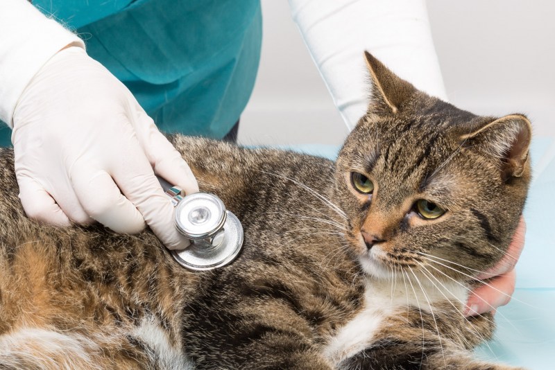 Toxoplasma gondii под микроскопом