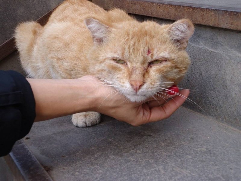 Токсоплазмоз у кошек фото