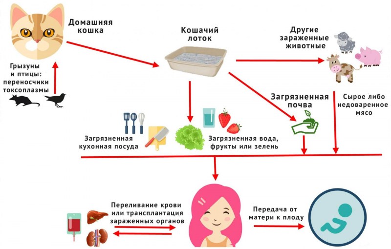 Токсоплазма вызываемые заболевания у человека