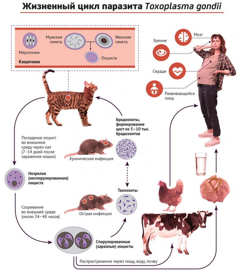Toxoplasma gondii Романовскому Гимзе
