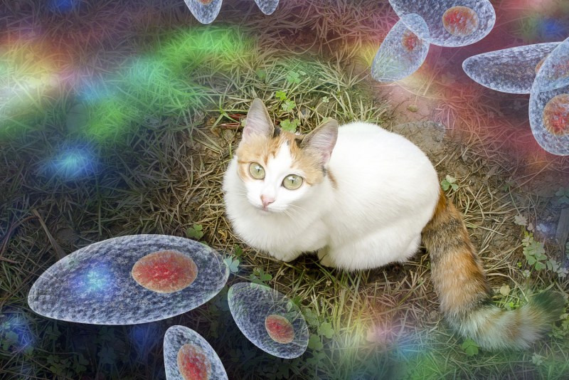 Кот целует