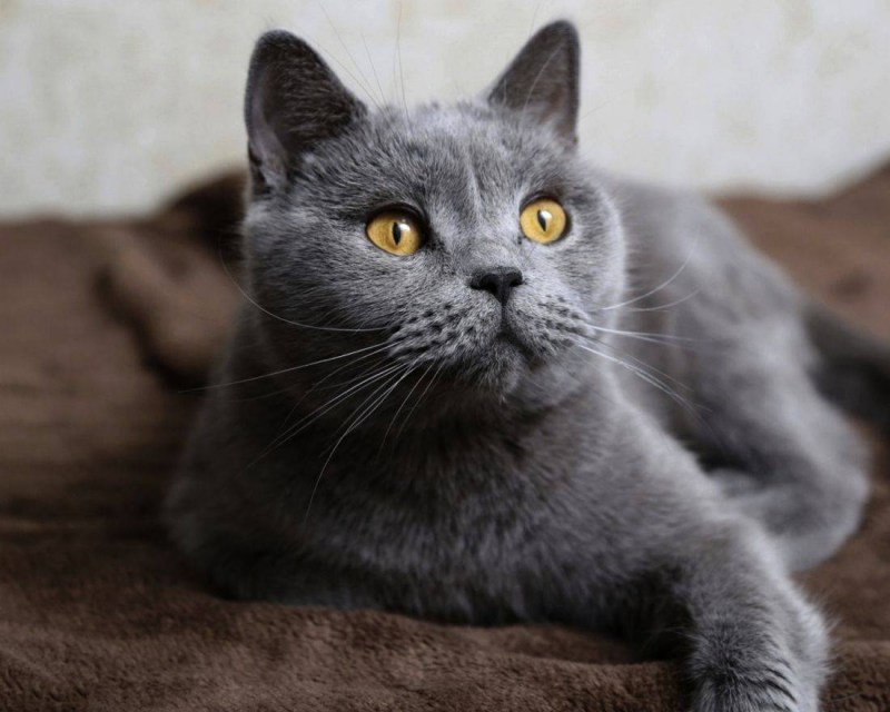 Корат шартрез Картезианская кошка