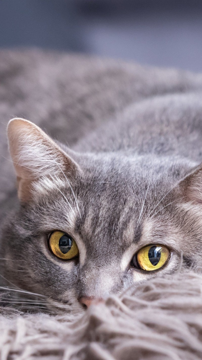 Кошка серая
