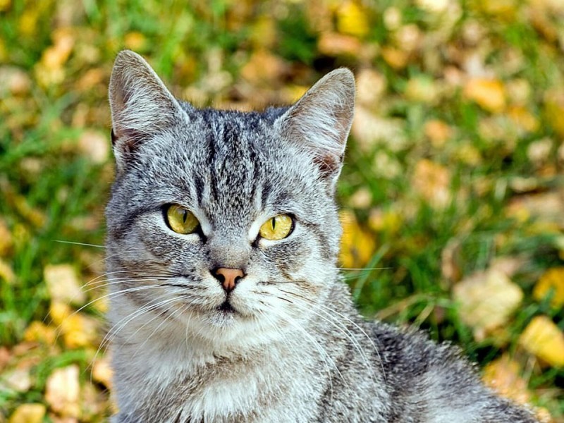 Шартрез кот полосатый
