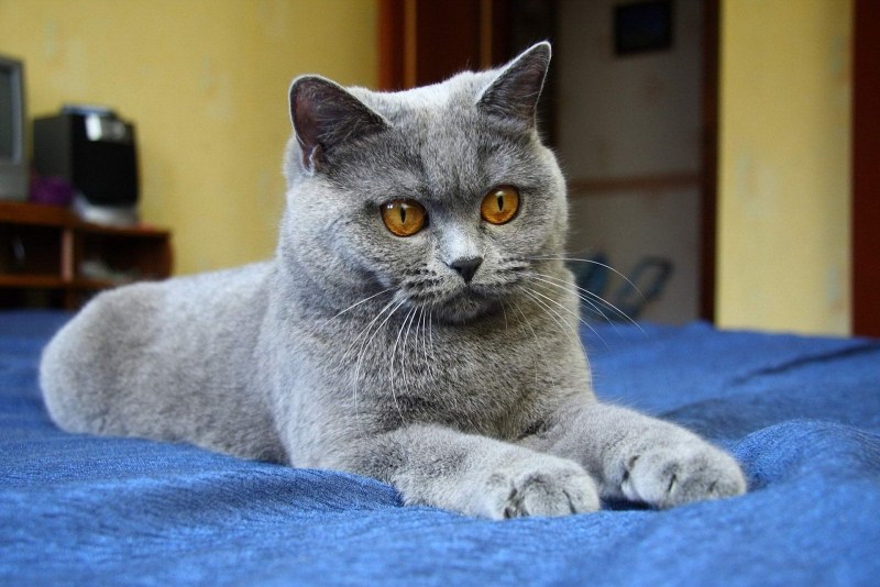 Сибирский голубая кошка короткошерстная
