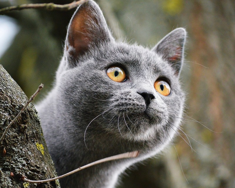 Анатолийская кошка серая