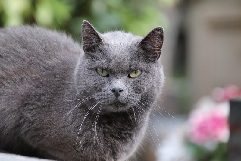 Австралийская дымчатая кошка