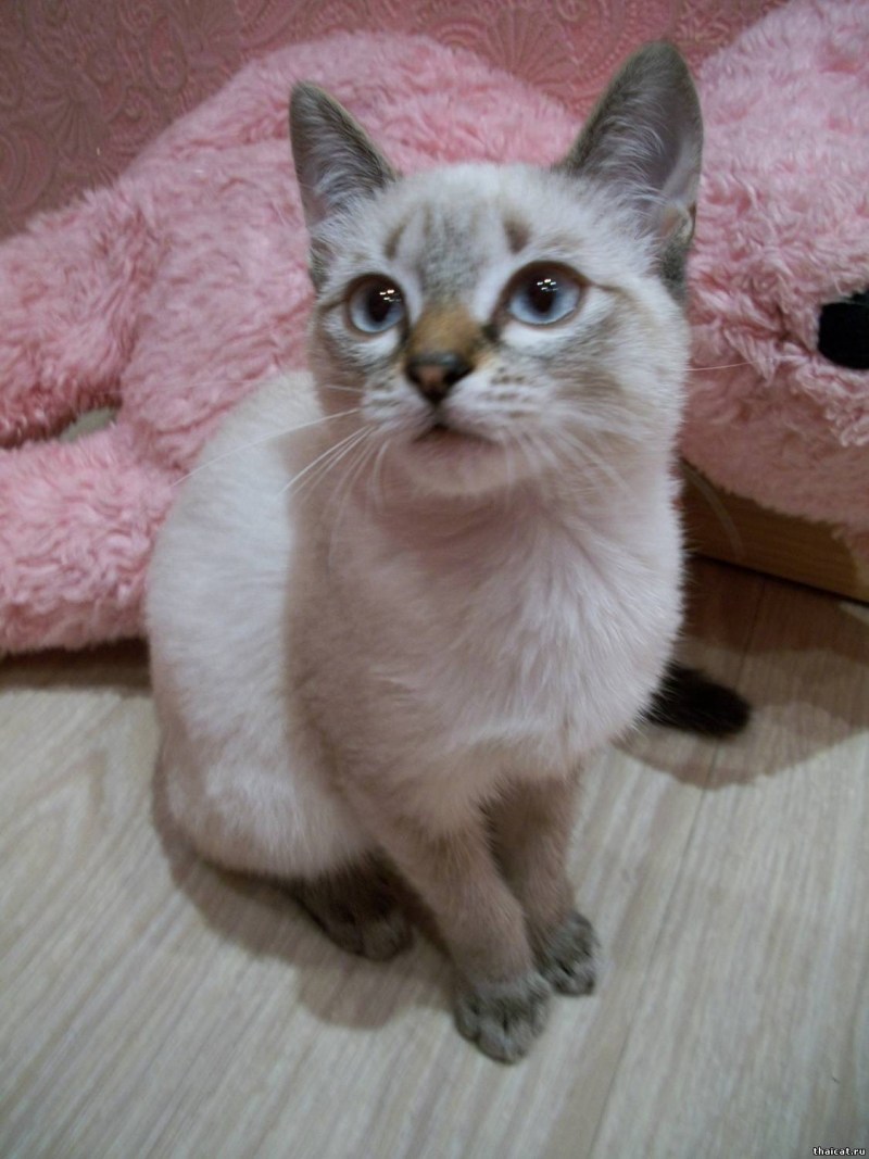 Тайская кошка тебби Пойнт