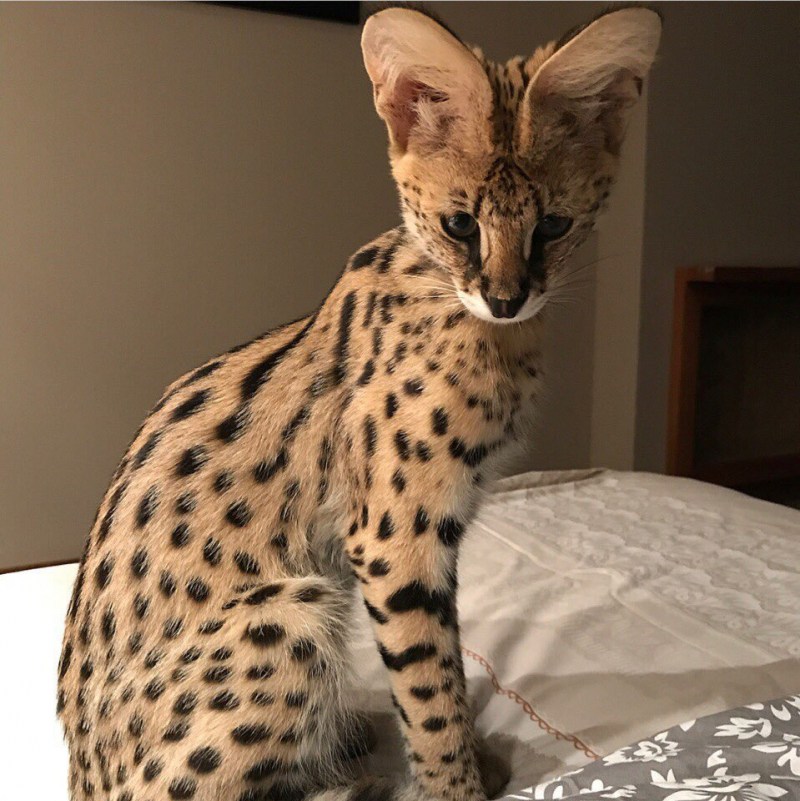 Самый большой кот в мире Омар