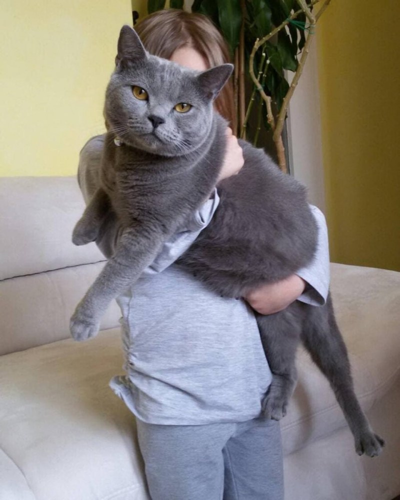 Взрослая кошка Мейн кун