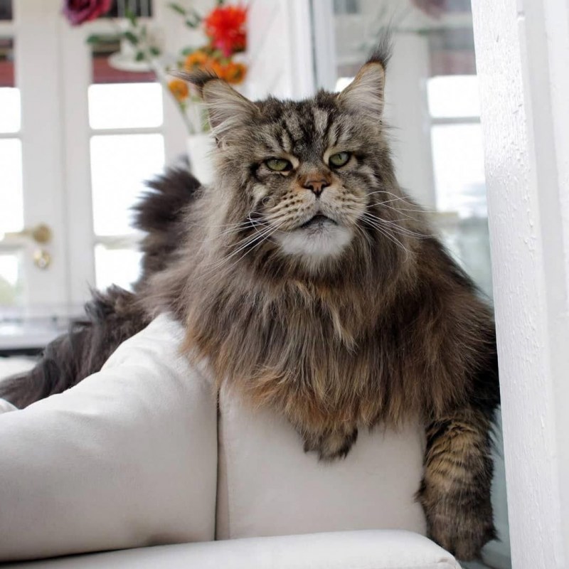Крупные коты Мейн кун