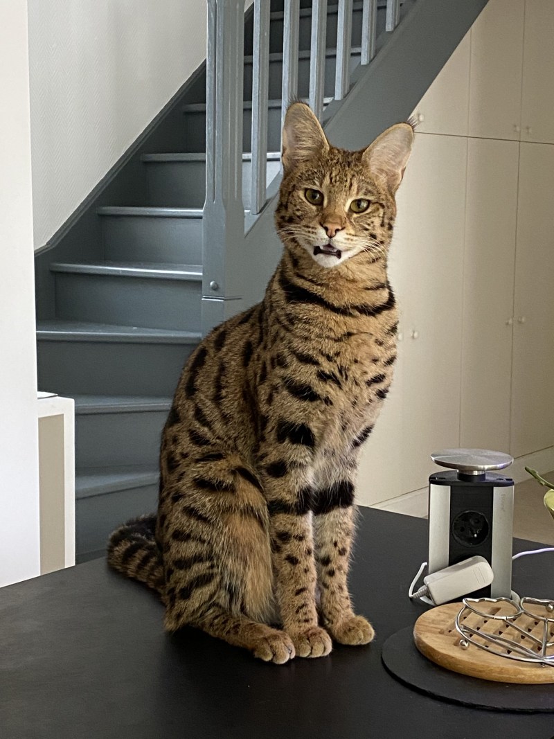 Большие домашние коты