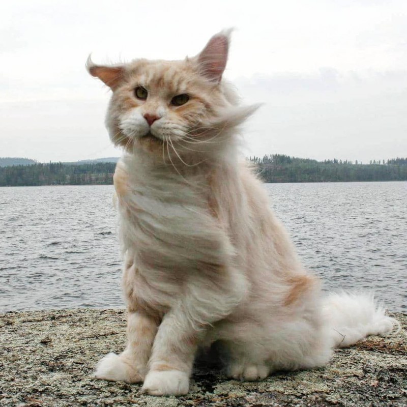 Саванна Ашера