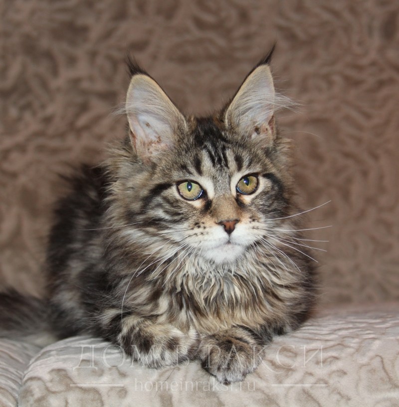Коты Мейн куны