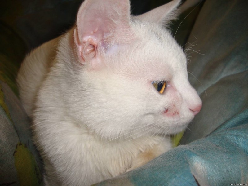Кошачий стригущий лишай