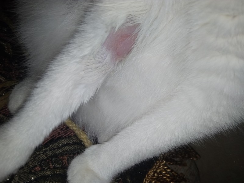 Лишай на подбородке у котенка