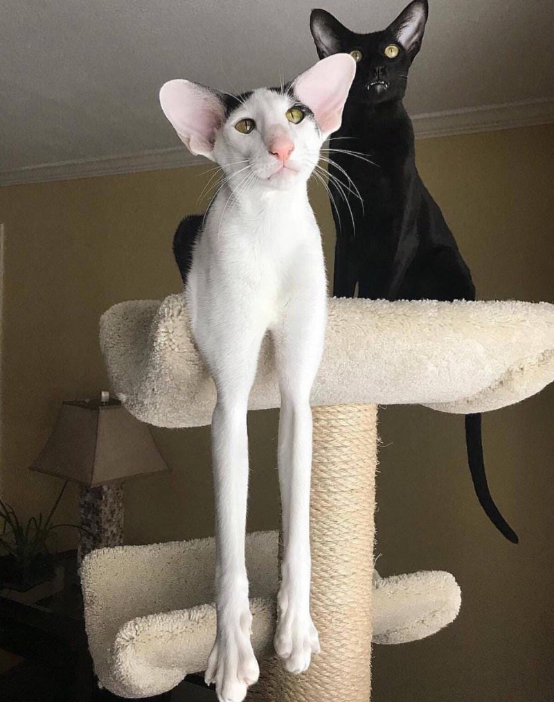 Коты ориенталы грузины