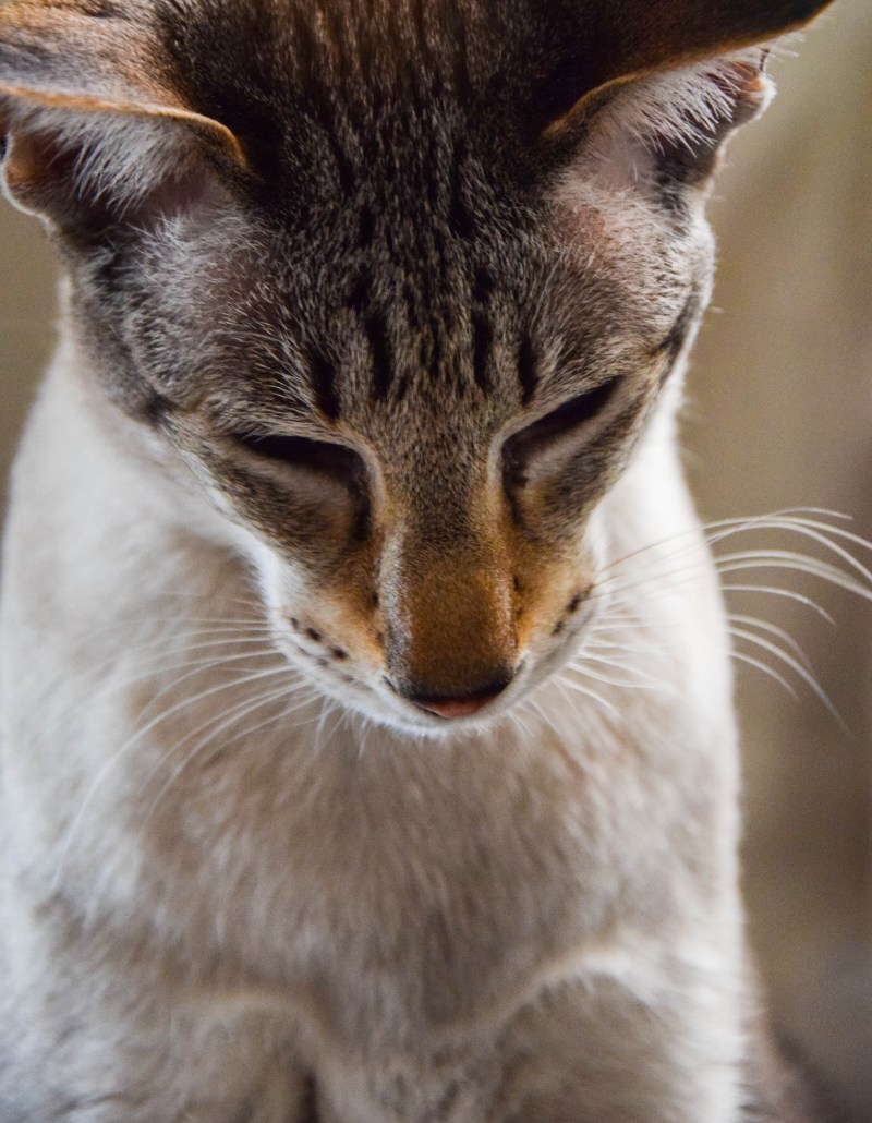 Кошачий нос
