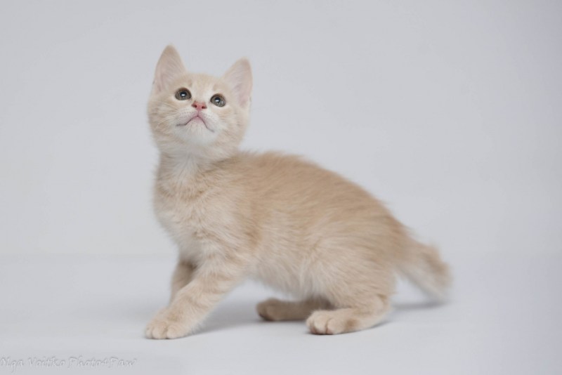 Кремовый котенок гладкий