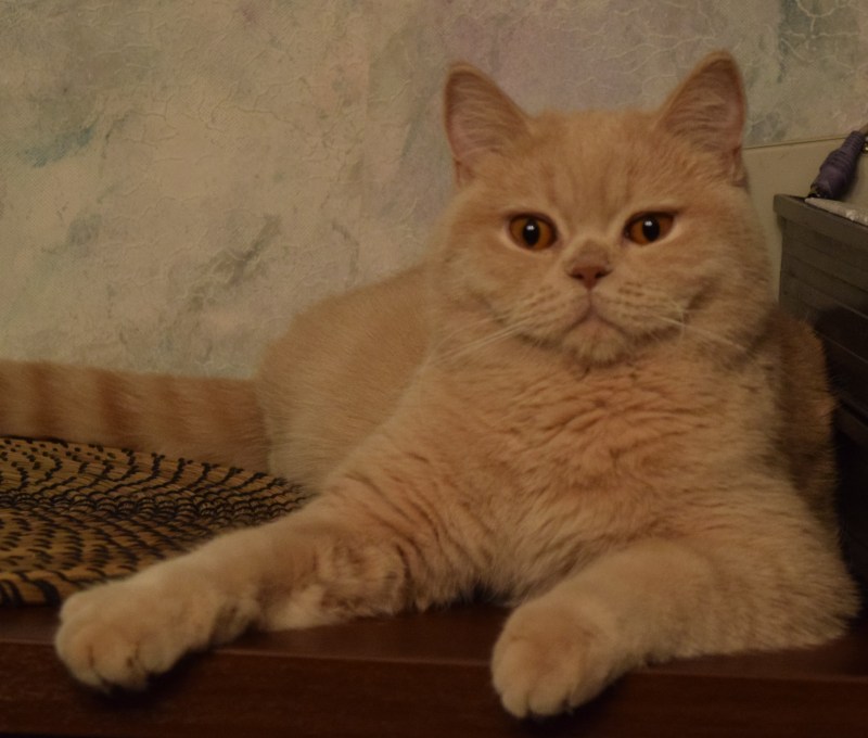 Котенок британский кремовый 1 месяц