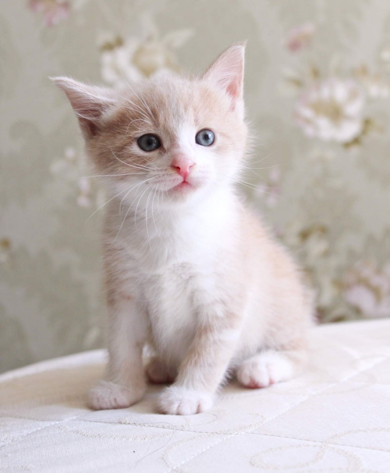 Британский Карташевский кот персиковый