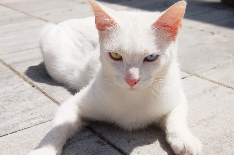 Красивые коты с разноцветными глазами