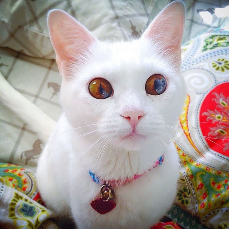 Кот гетерохромия