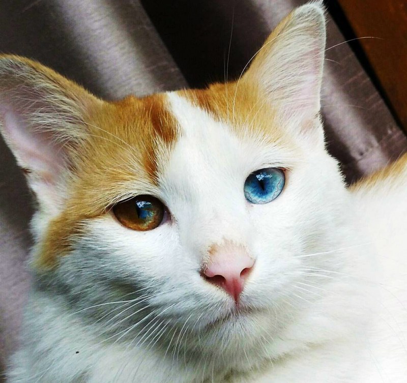 Гетерохромия у кошек