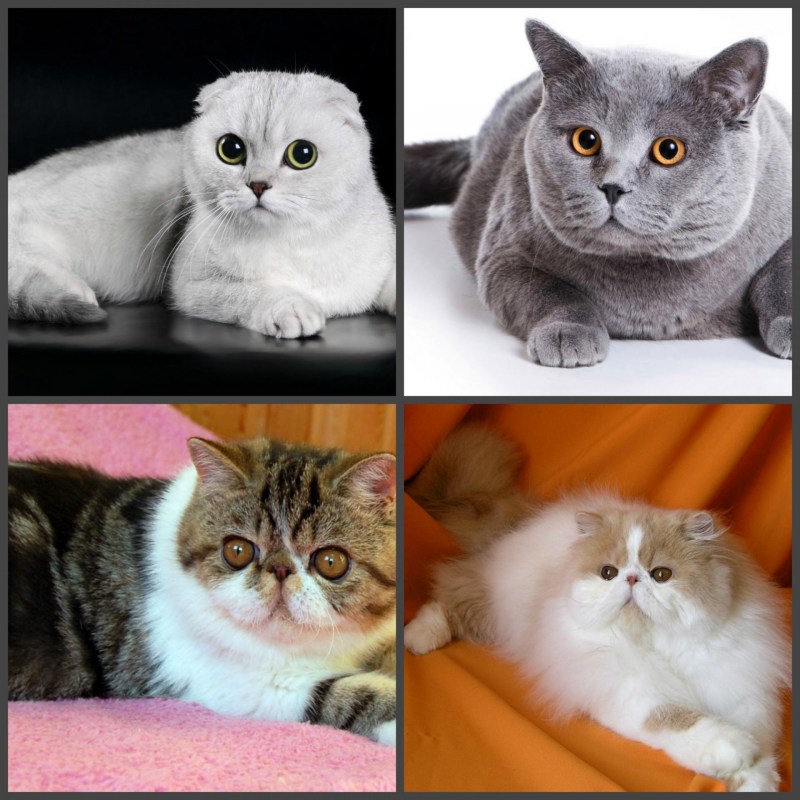 Британские и Шотландские кошки
