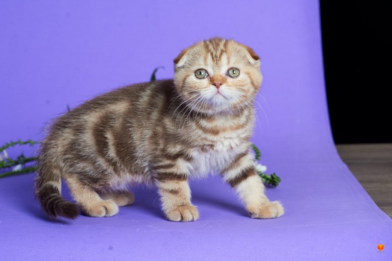 Шотландская вислоухая кошка шоколадный мрамор