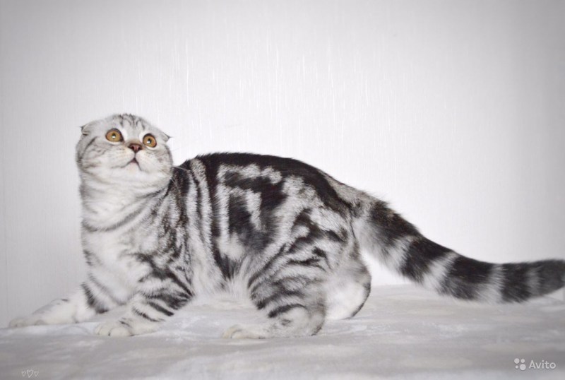 Скоттиш фолд мраморный