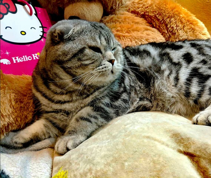 Шотландский скоттиш фолд мраморный