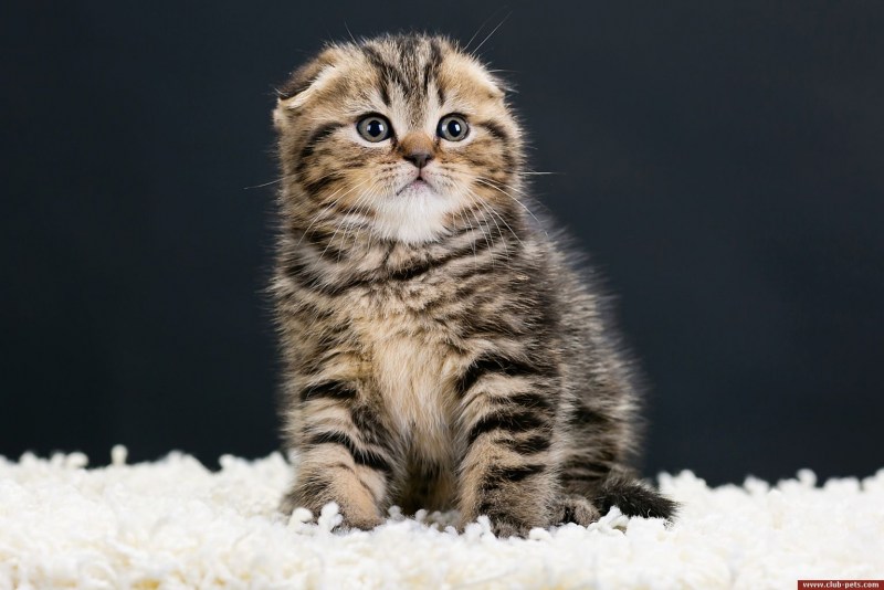 Шотландская котенок фолд вискас