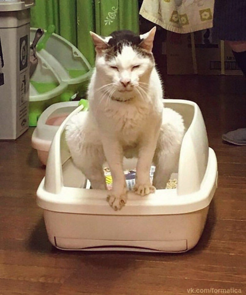 Кот какает