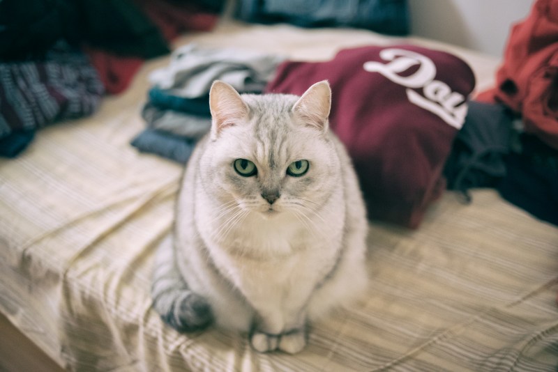 Коты которые какают