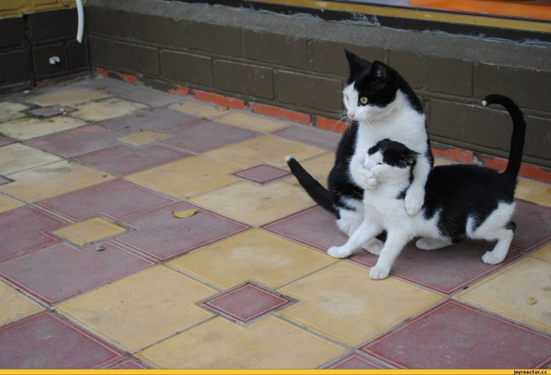 Кошачий лоток прикол