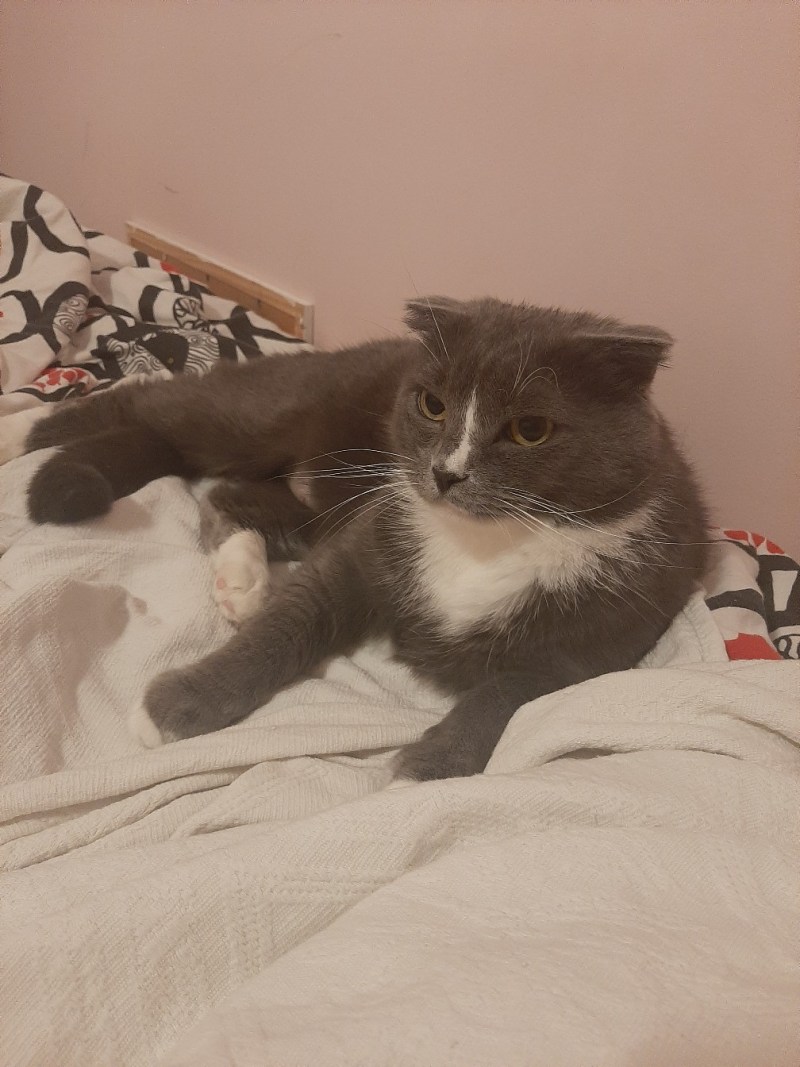 Коты гадят в тапки